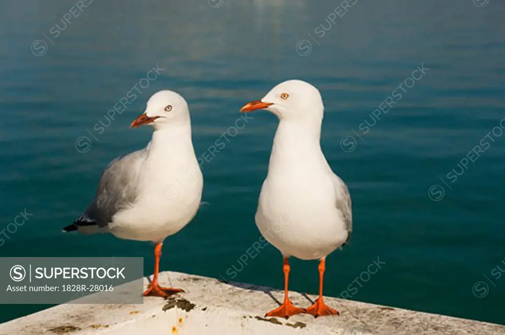 Sea Gulls   