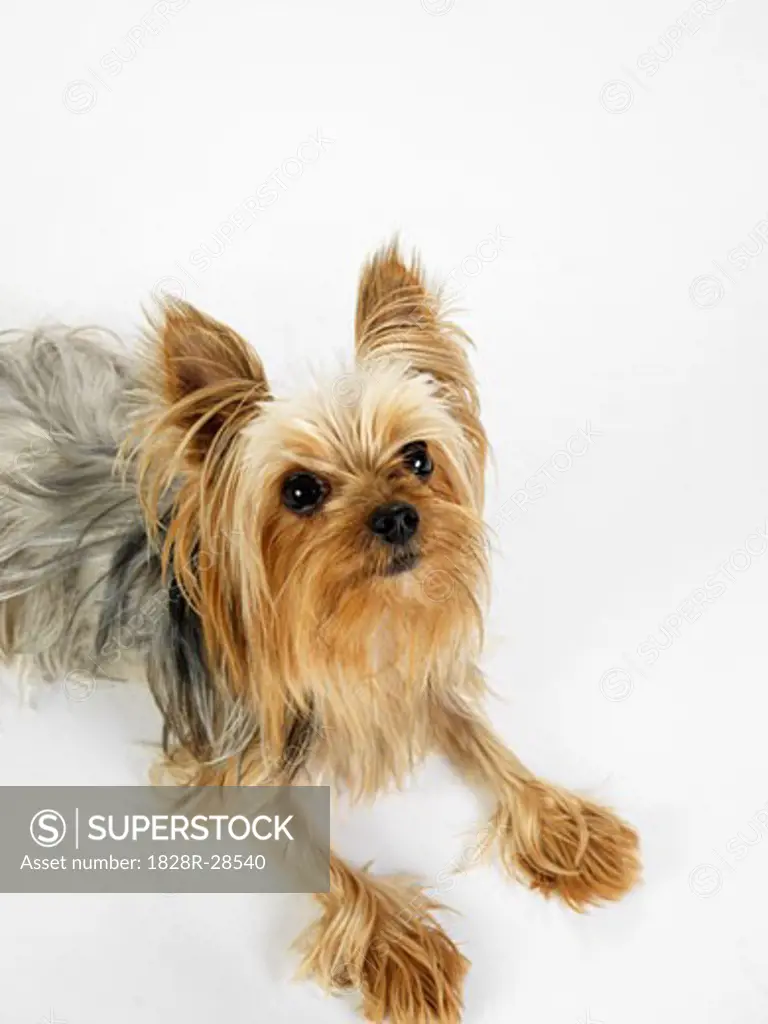 Portrait of Yorkshire Terrier   
