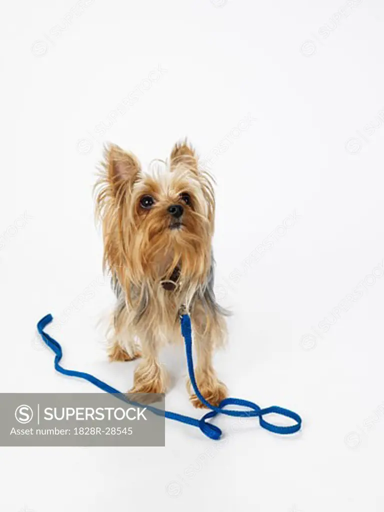 Yorkshire Terrier with Leash   