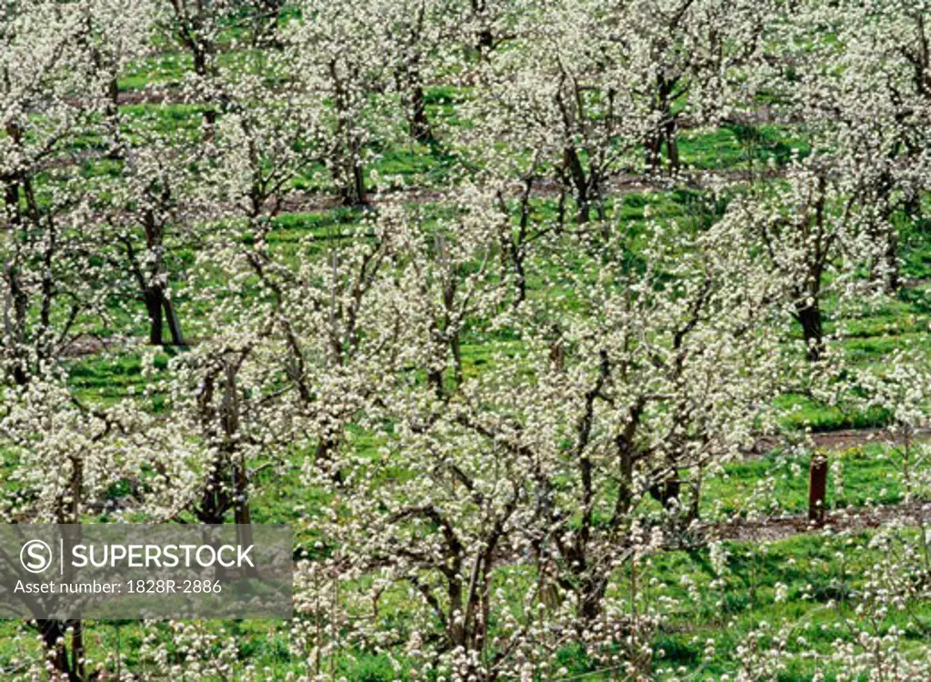 Apple Orchard in Bloom Hood River Valley, Oregon, USA   