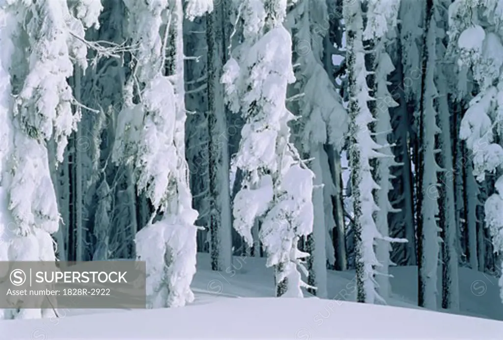 Snow Covered Trees Austria   