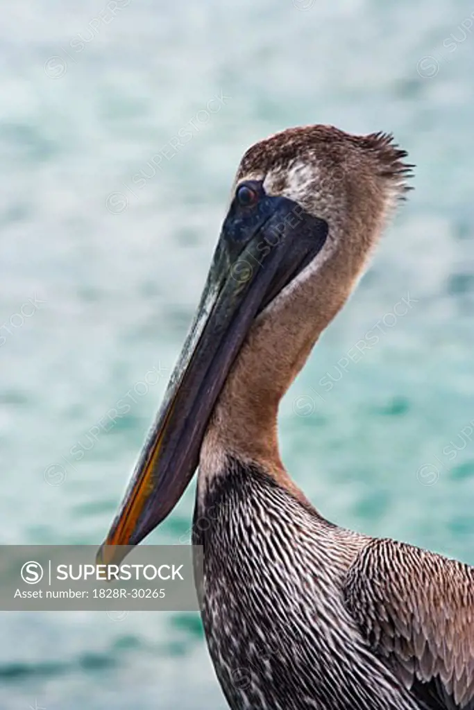 Pelican   