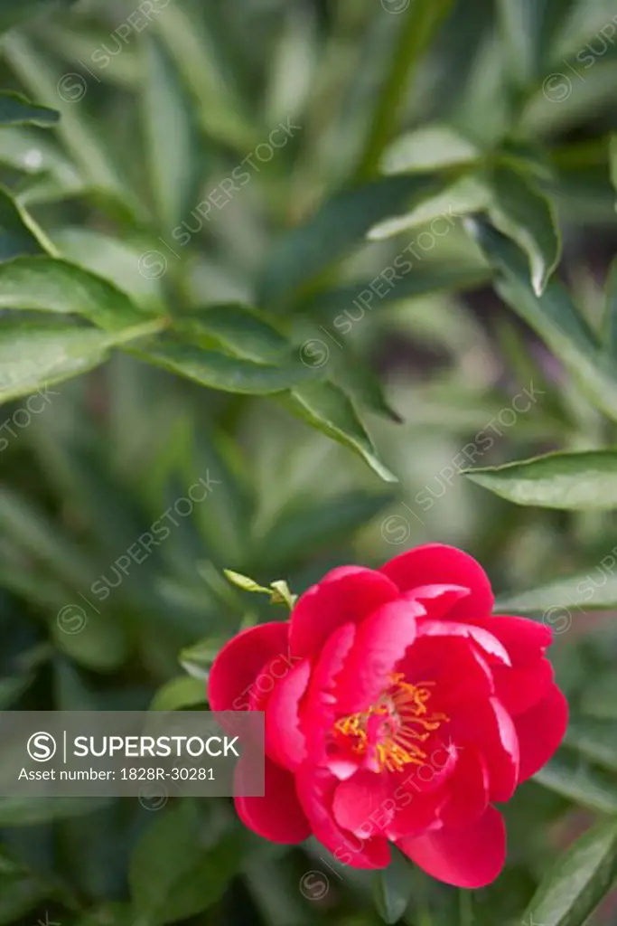 Red Herbaceous Peony   