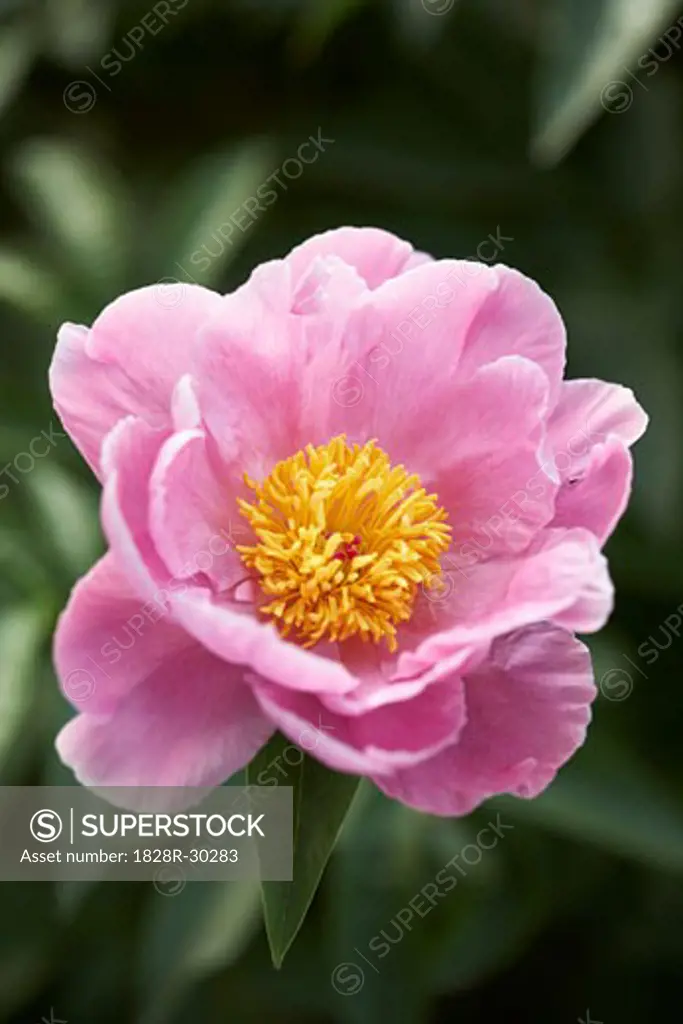 Pink Herbaceous Peony   