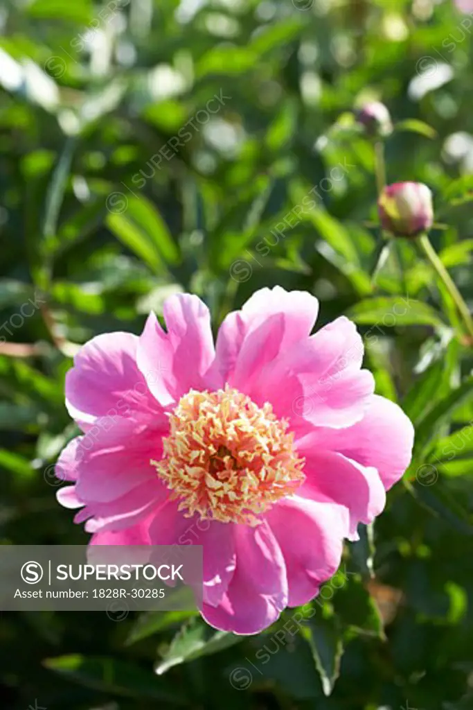 Pink Herbaceous Peony   
