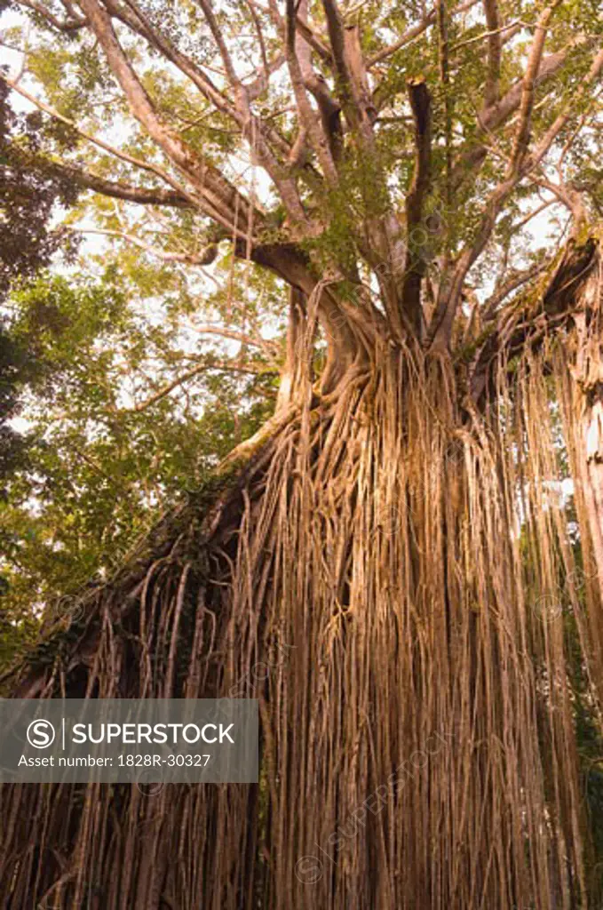 Curtain Fig Tree, Atherton Tablelands, Queensland, Australia   