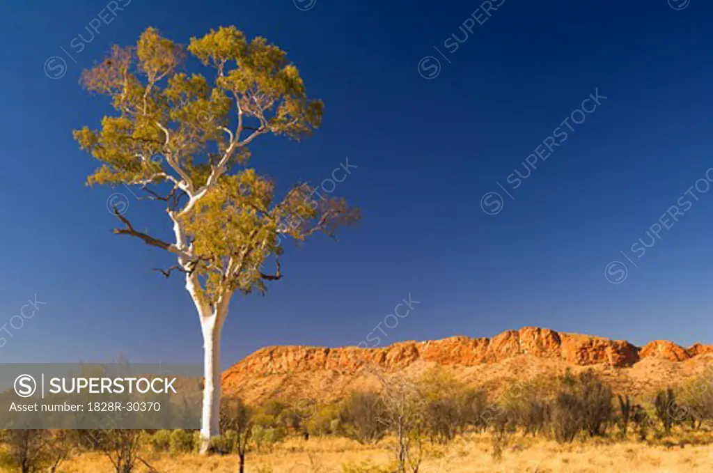 Ghost Gum Tree and West MacDonnell Ranges, West MacDonnell National Park, Northern Territory, Australia   