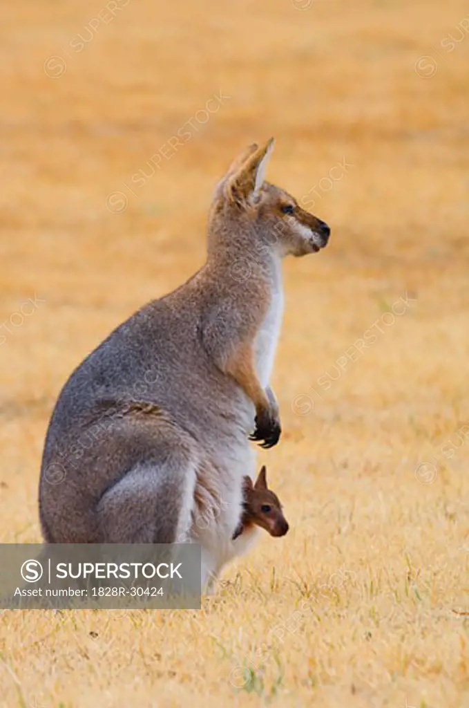 Red Necked Wallaby and Joey, Queensland, Australia   
