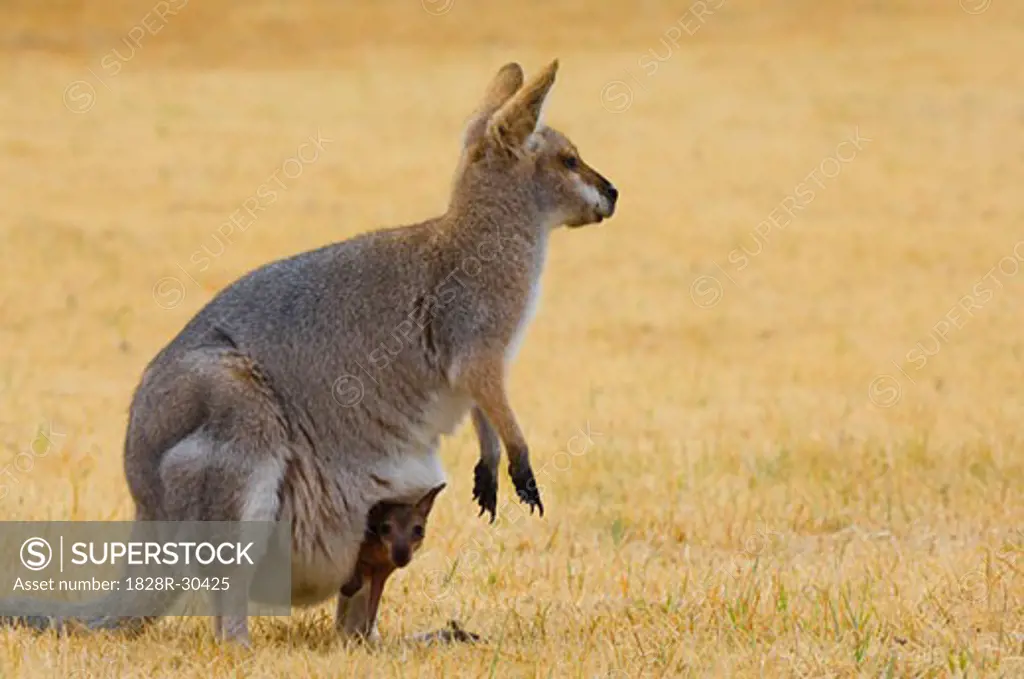 Red Necked Wallaby and Joey, Queensland, Australia   
