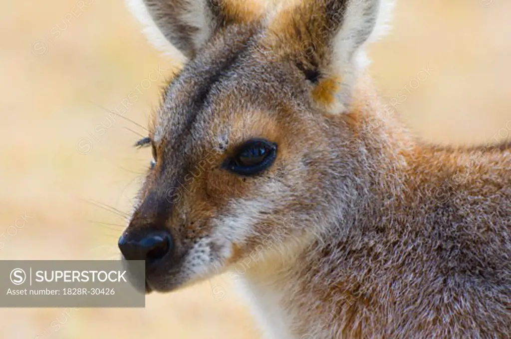 Red Necked Wallaby, Queensland, Australia   