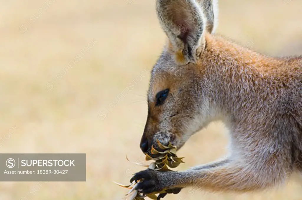 Red Necked Wallaby, Queensland, Australia   