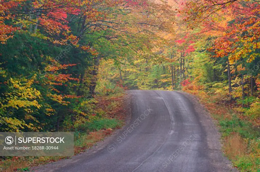 Road through Trees in Autumn Ontario, Canada   
