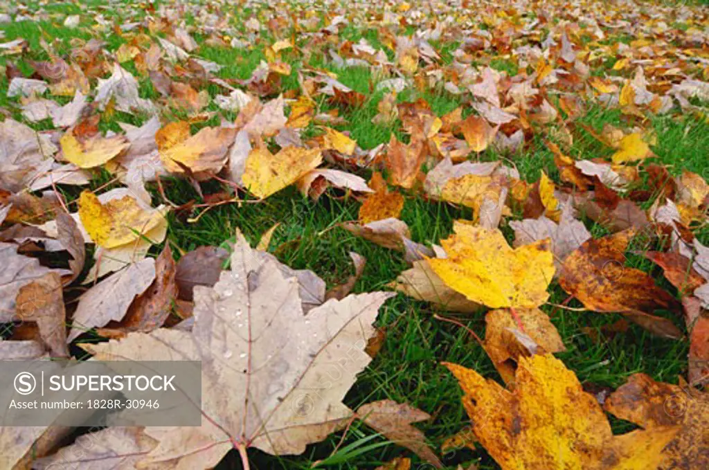 Autumn Leaves on Ground   