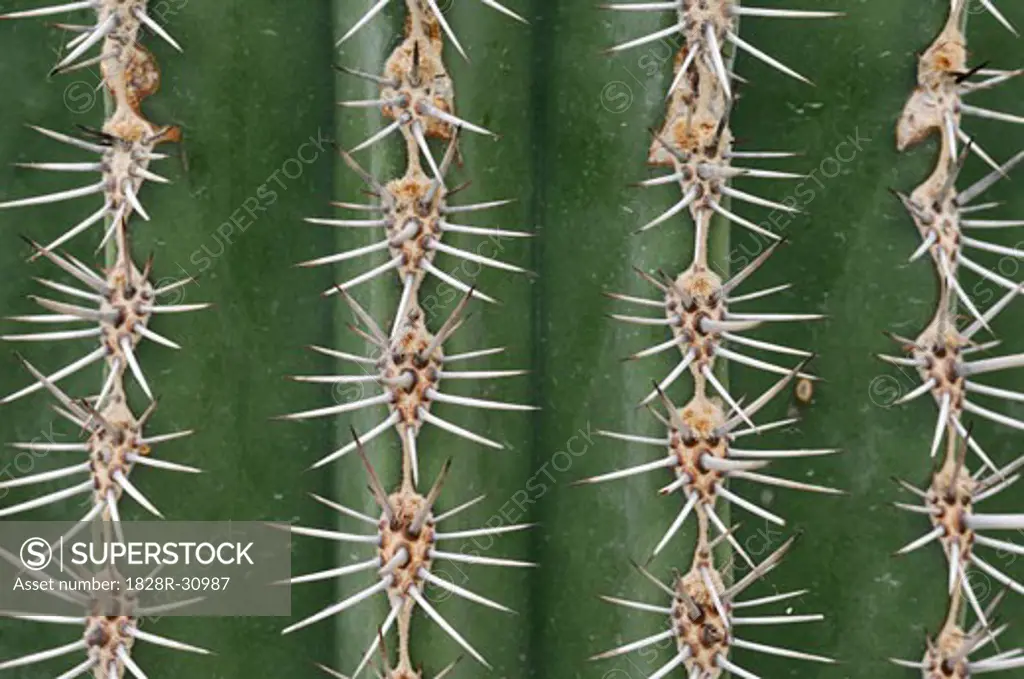 Cardon Cactus Needles   