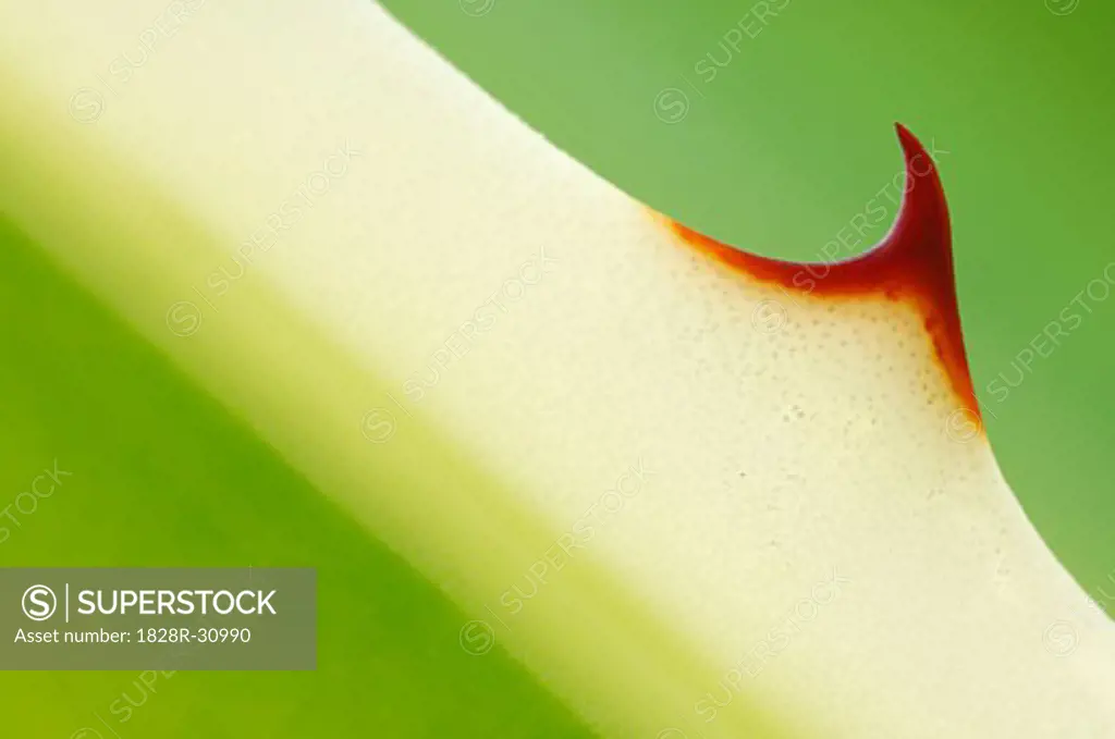 Close-Up of Agave Thorn   