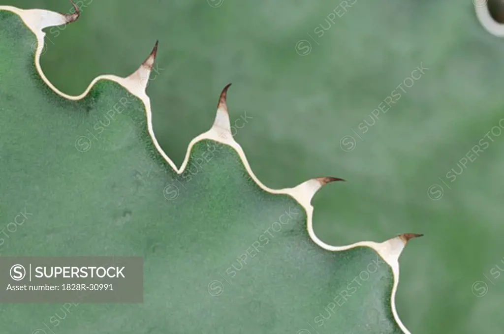Close-Up of Agave Thorns   