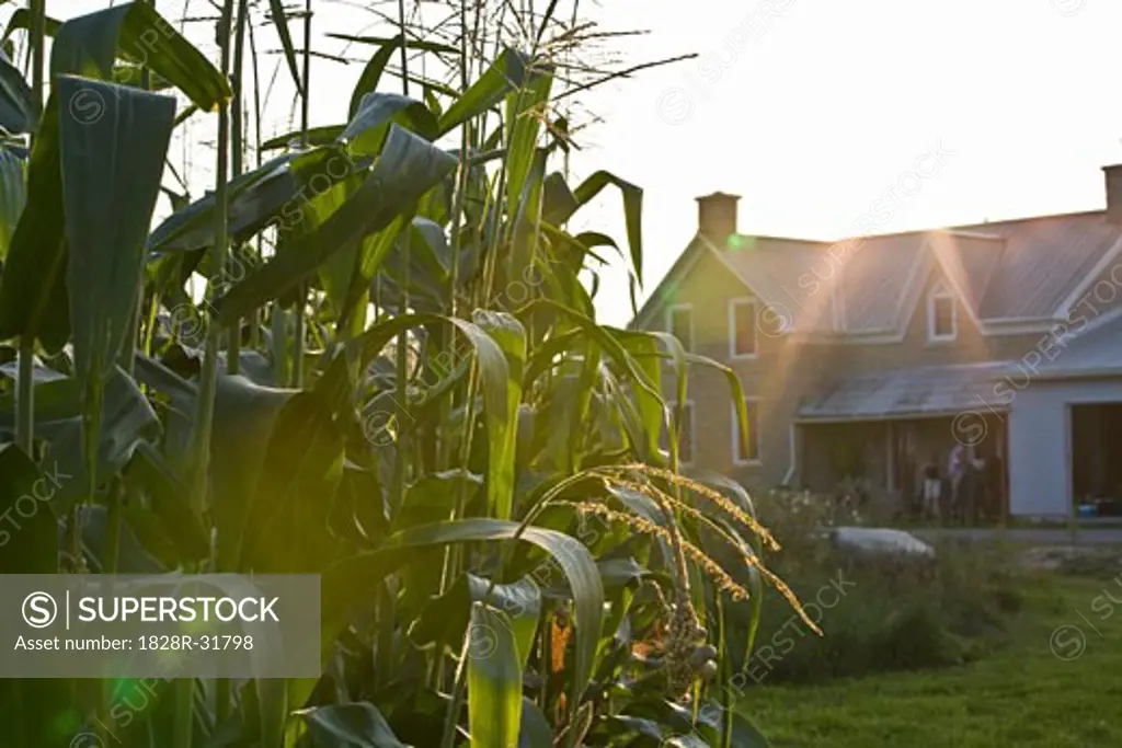 Corn Field and Farmhouse   