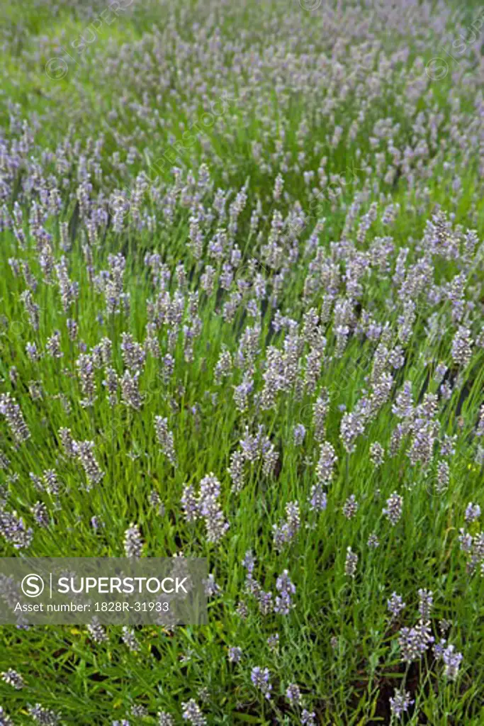 Lavender Field, Salt Spring Island, British Columbia, Canada   