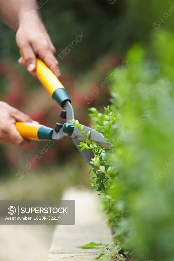 Person Trimming Hedges   