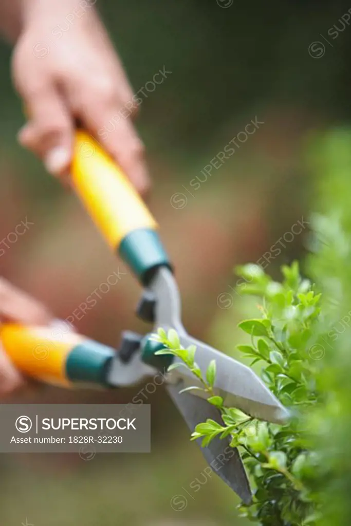 Person Trimming Hedges   