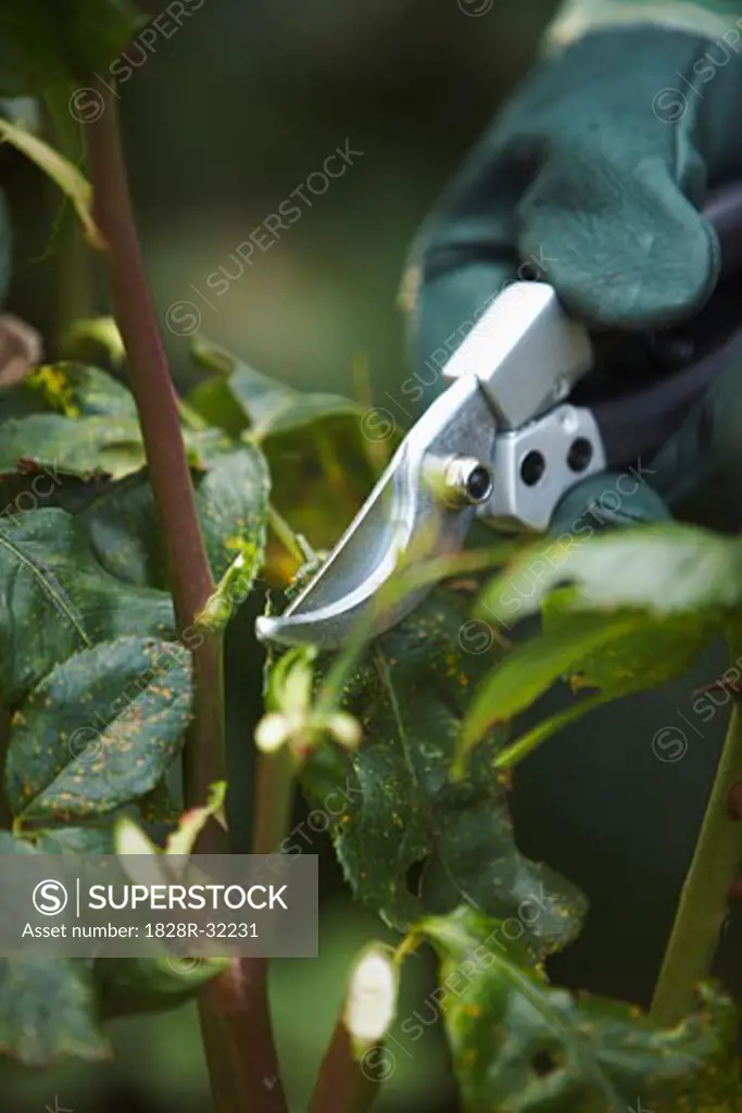 Person Cutting Plants   