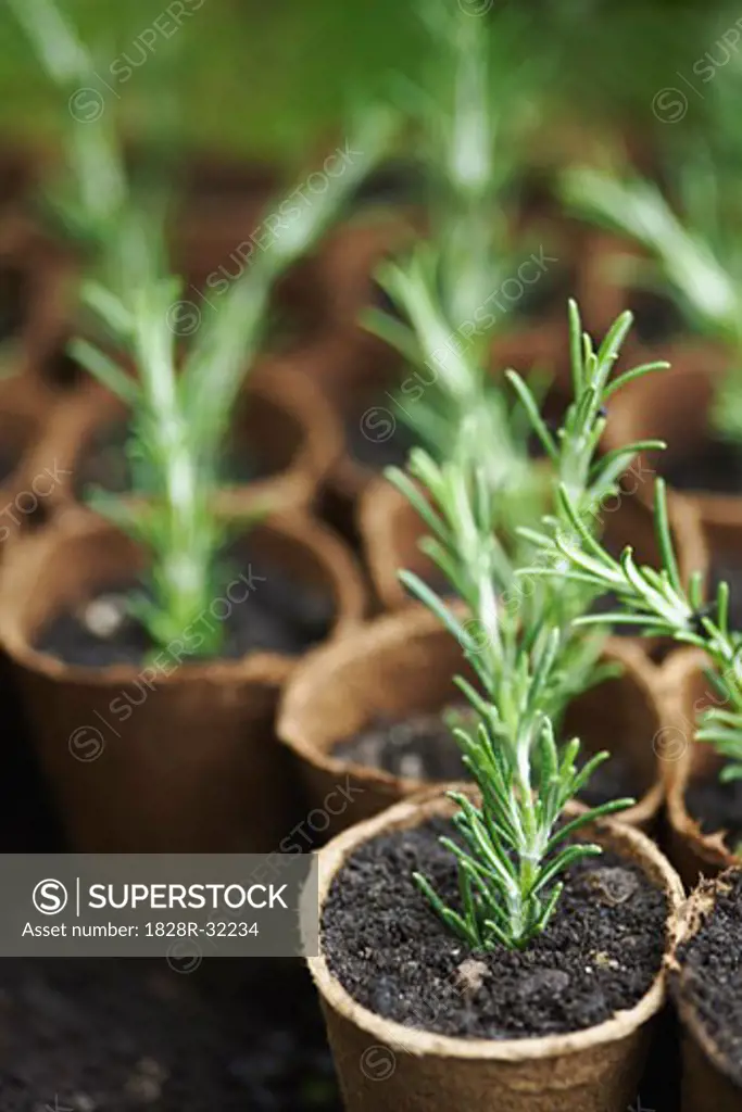 Plant Seedlings   