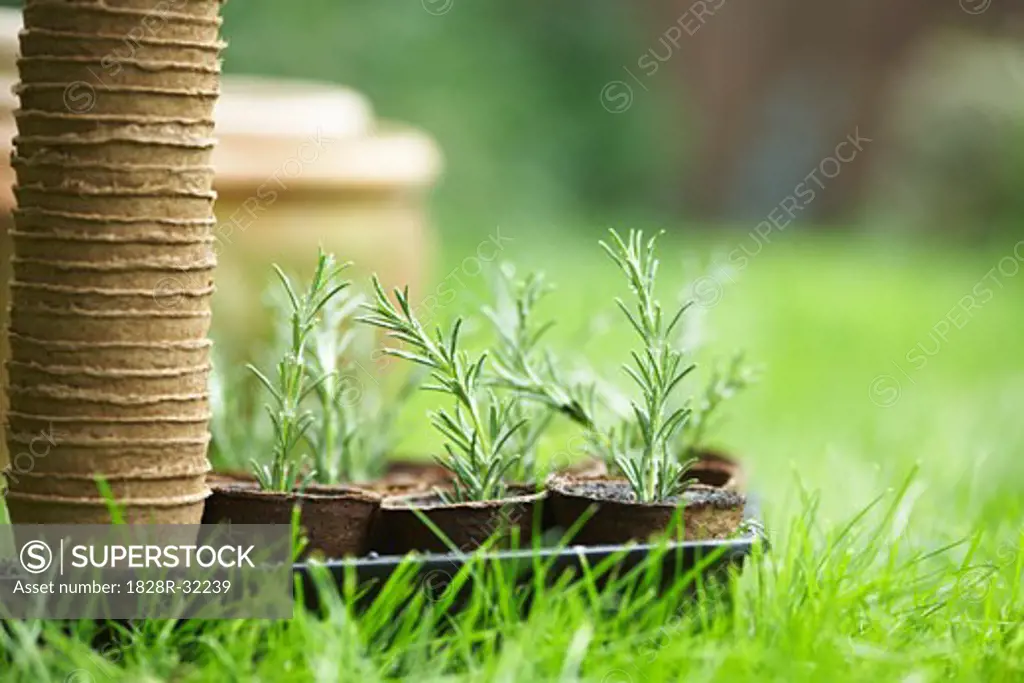 Plant Seedlings   