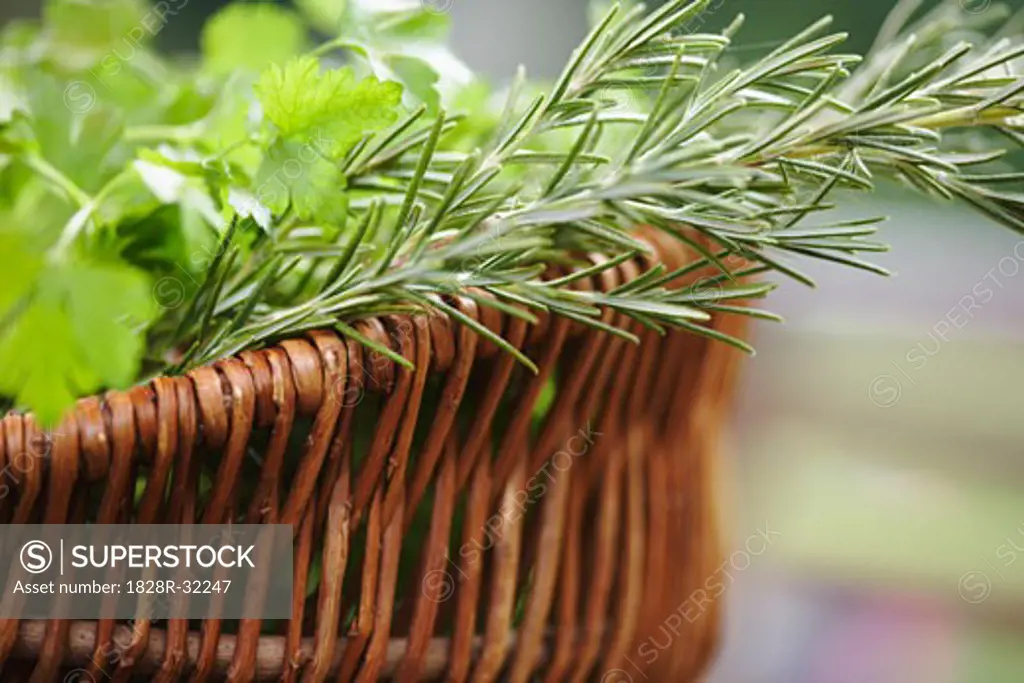 Plants in Basket   