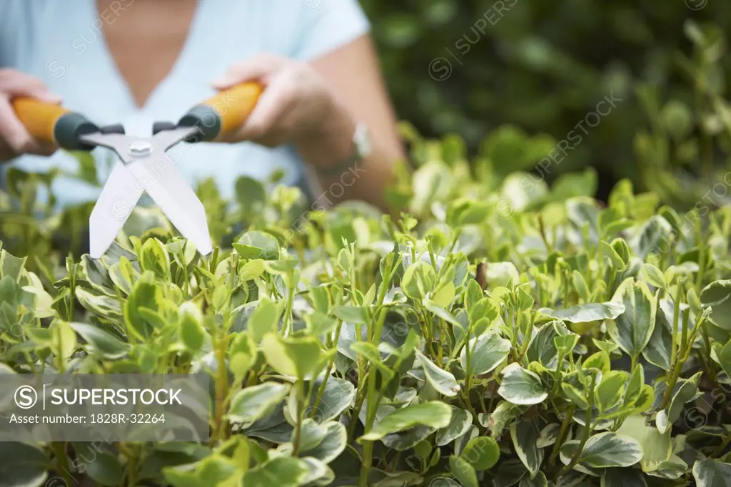 Woman Trimming Hedge   