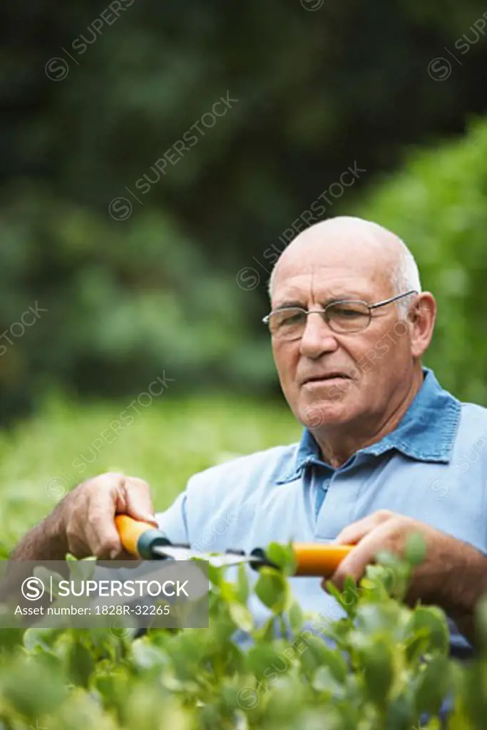 Man Trimming Hedge   
