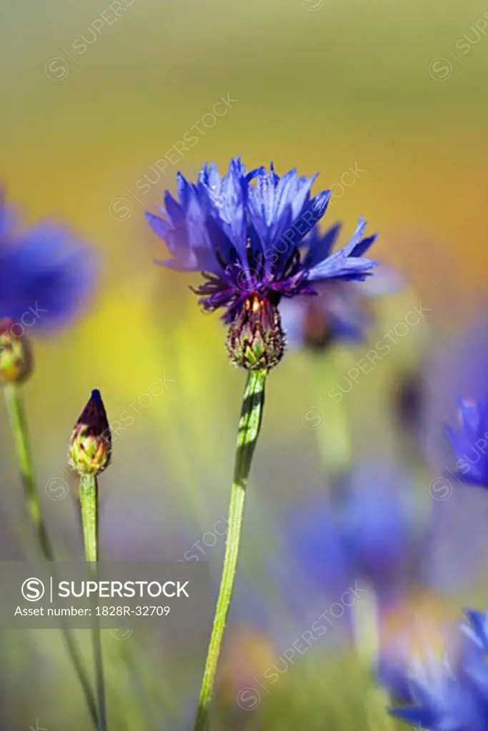 Close-Up of Cornflowers in Meadow  