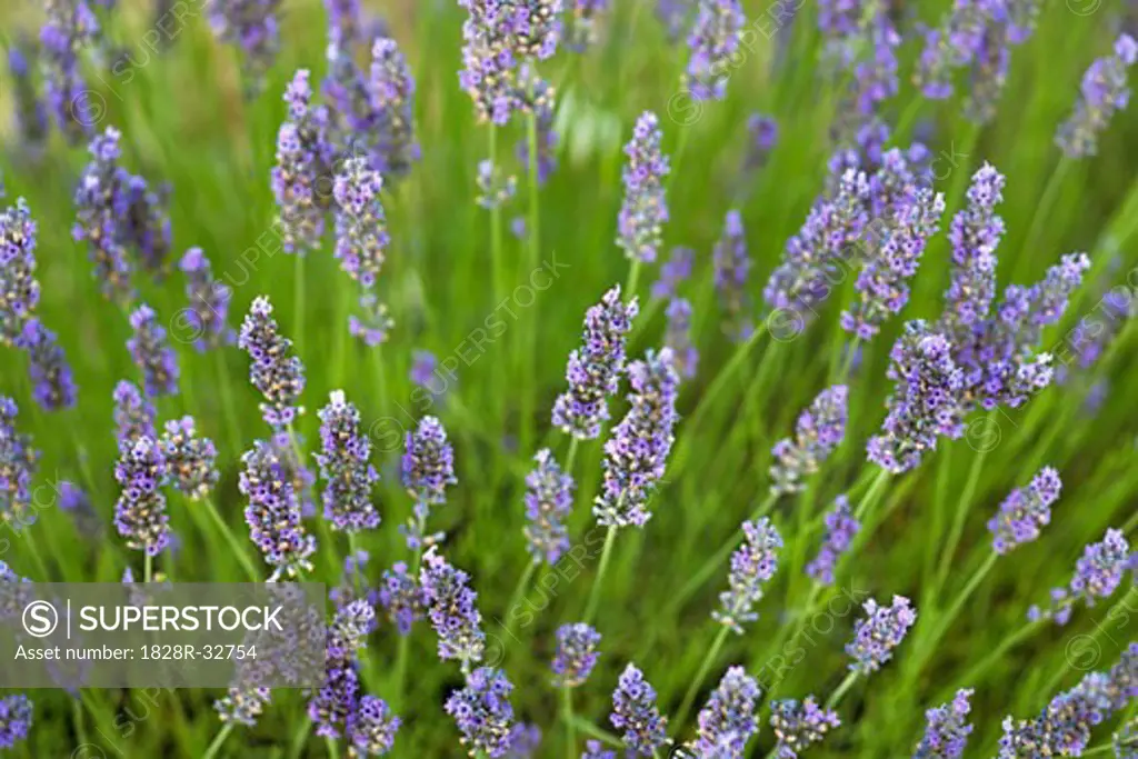 Close-up of Lavender  