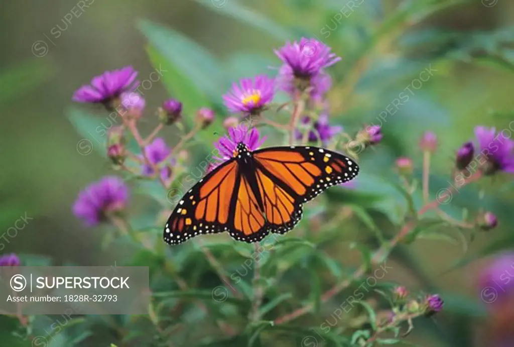 Close-up of Monarch Butterfly   