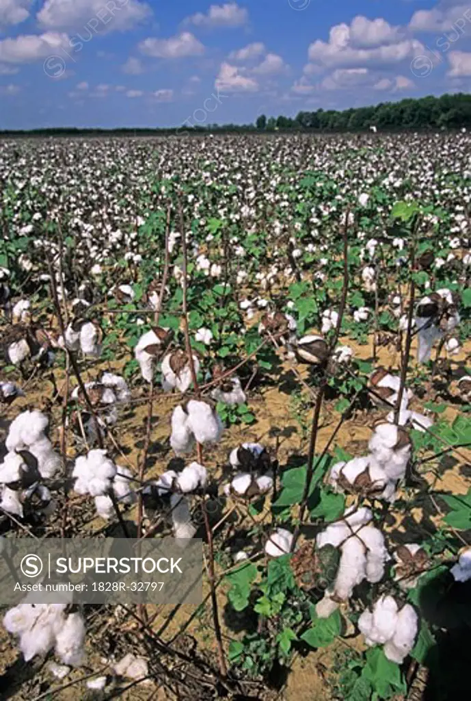 Cotton Field, Tennessee, USA   