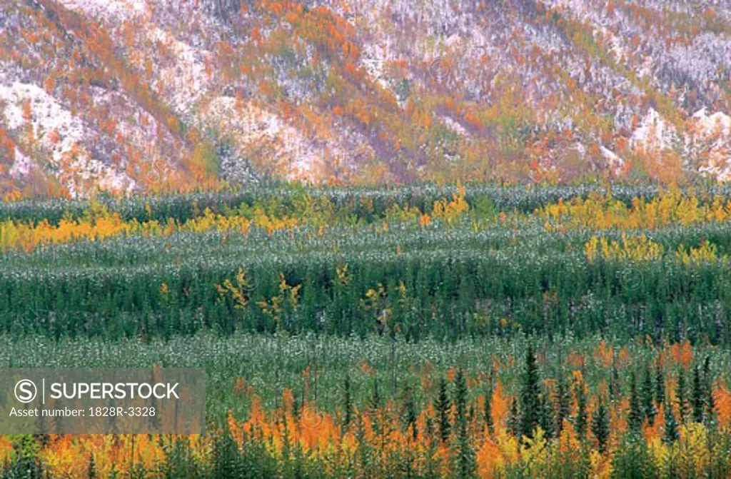 Trees in Autumn Near Whitehorse Yukon Territories, Canada   