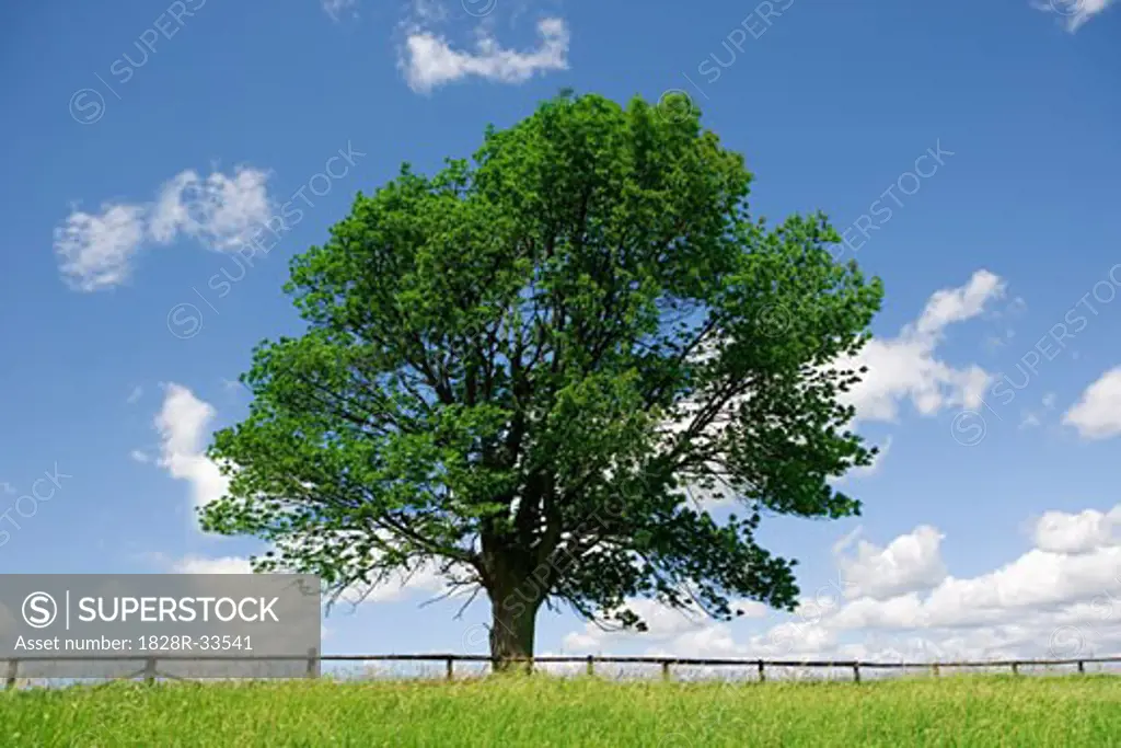 Lone Maple Tree in Field   