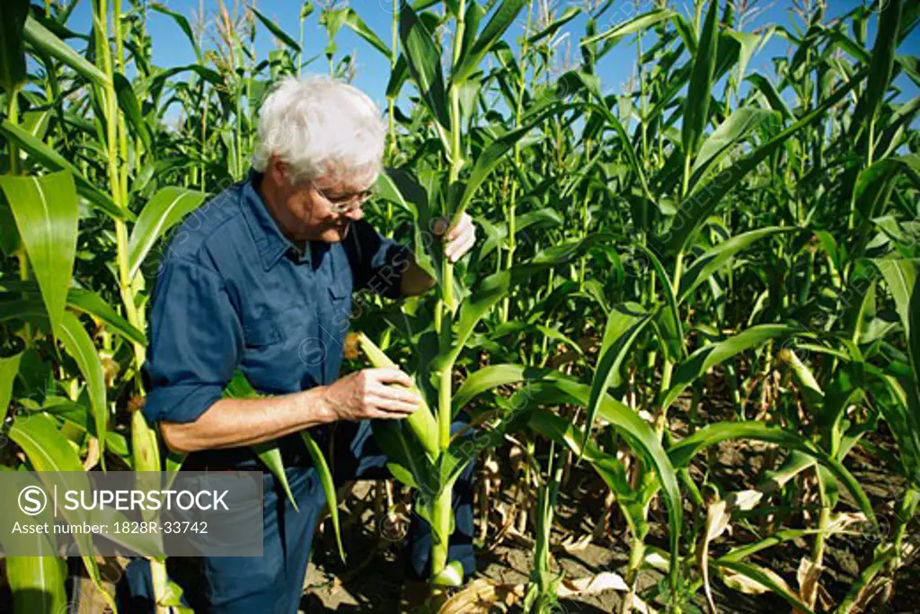 Farmer Inspecting Corn   