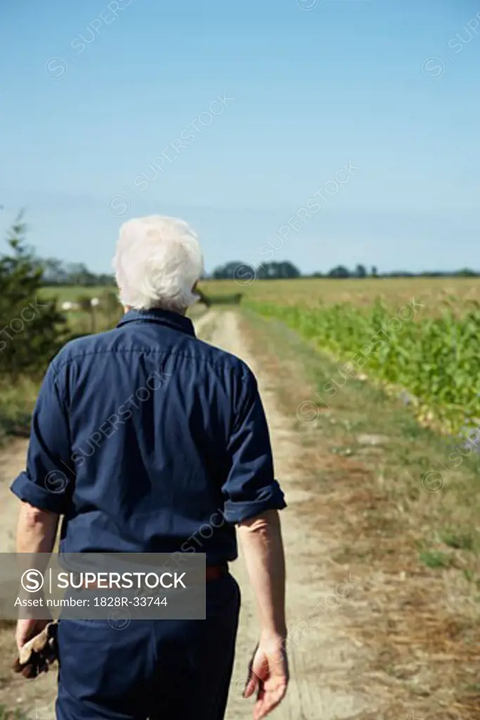 Farmer Walking by Cornfield   