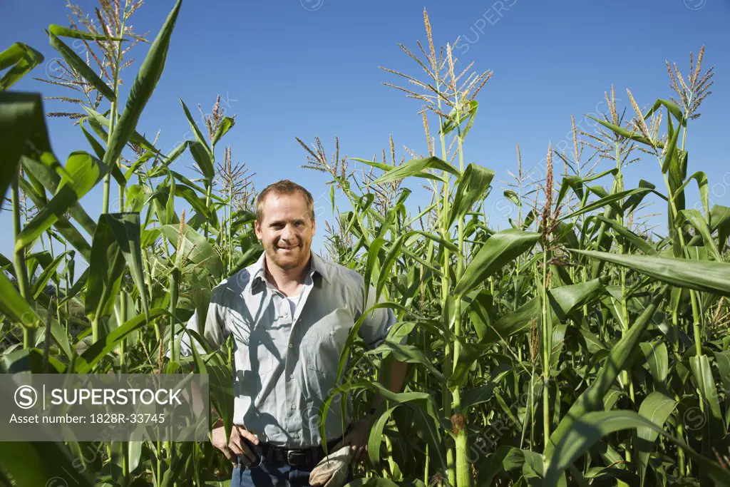 Farmer in Cornfield   