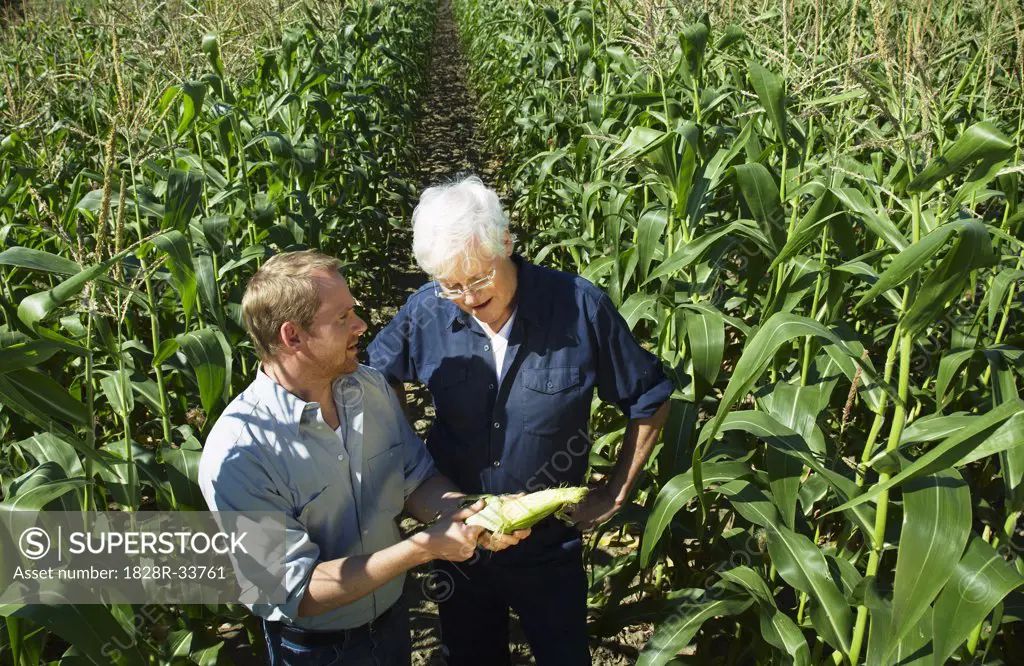 Men Checking Corn in Cornfield   