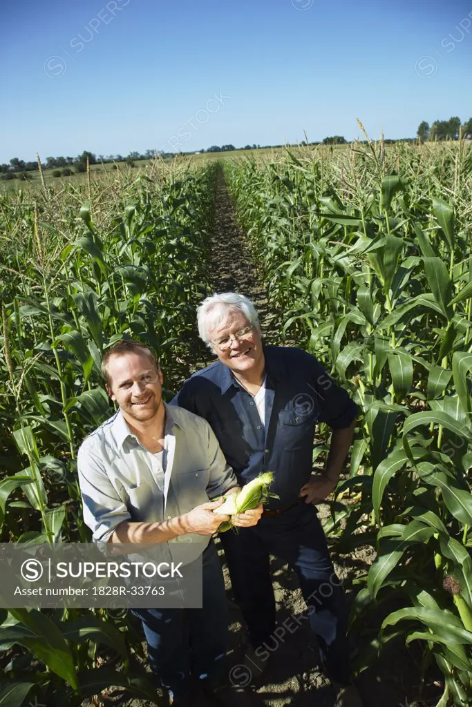 Men Checking Corn in Cornfield   