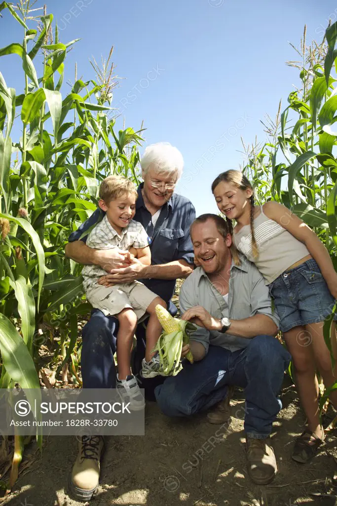 Family Looking at Corn in Cornfield   