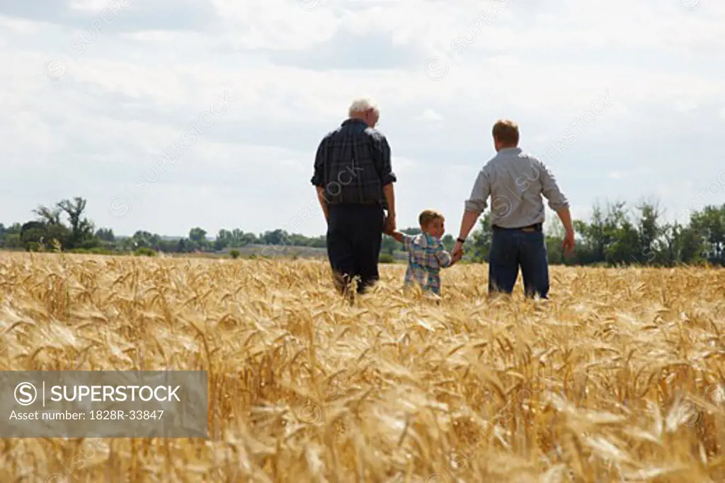 Grandfather, Father and Son Walking through Grain Field   