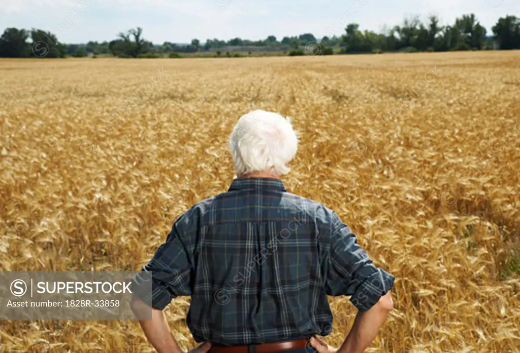 Man Standing in Grain Field   