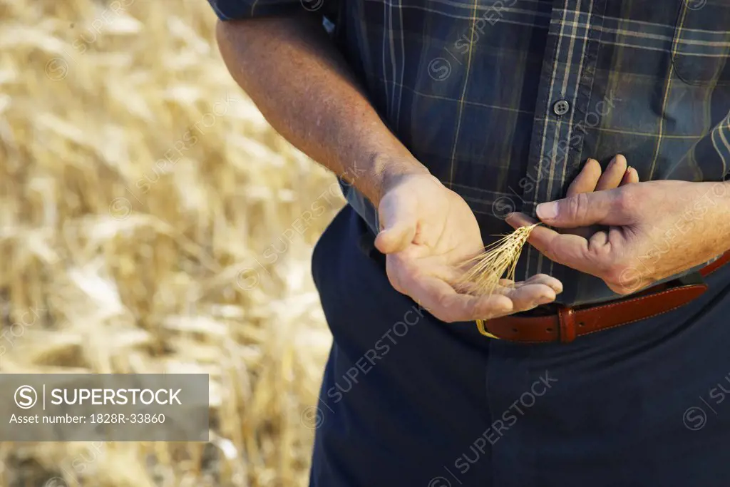 Farmer Examining Grain   