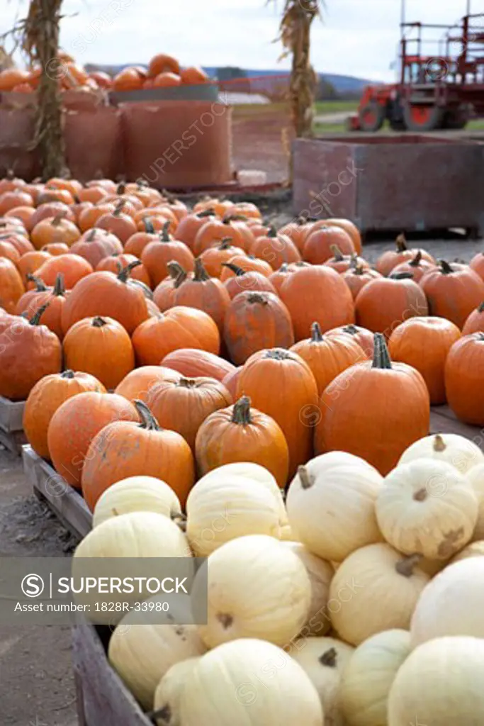 Pumpkins at Springside Farms Burlington, Ontario, Canada   