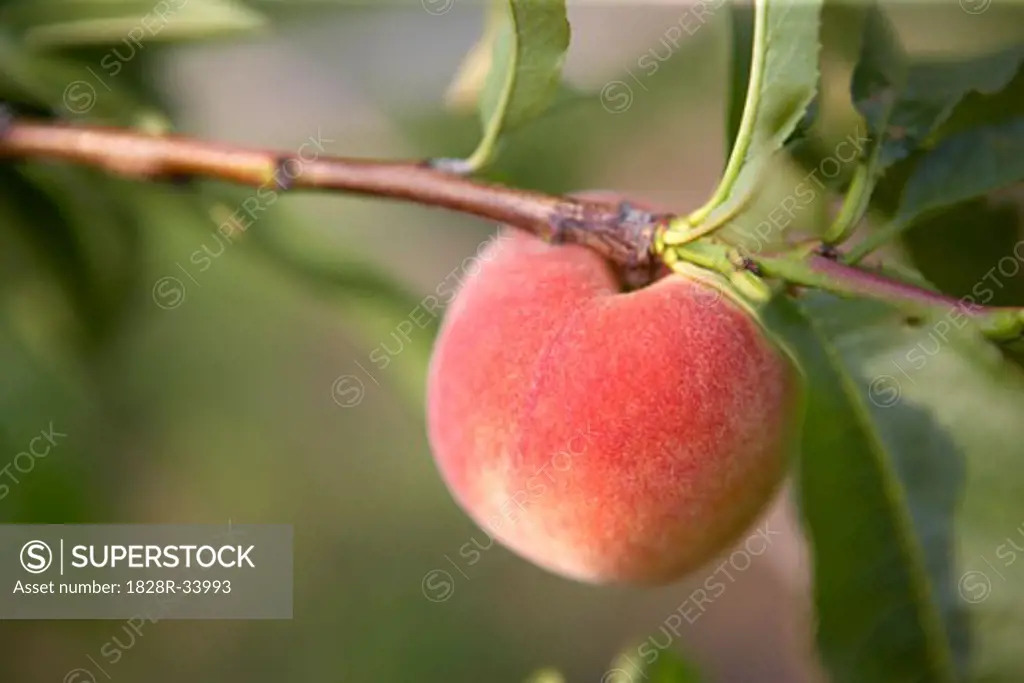 Peach Tree   