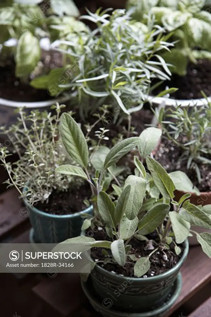Potted Herbs   