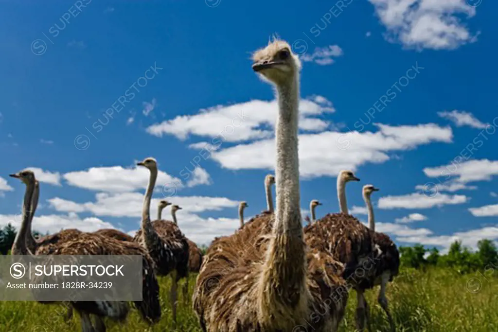 Ostrich on Ostrich Farm Ontario, Canada   