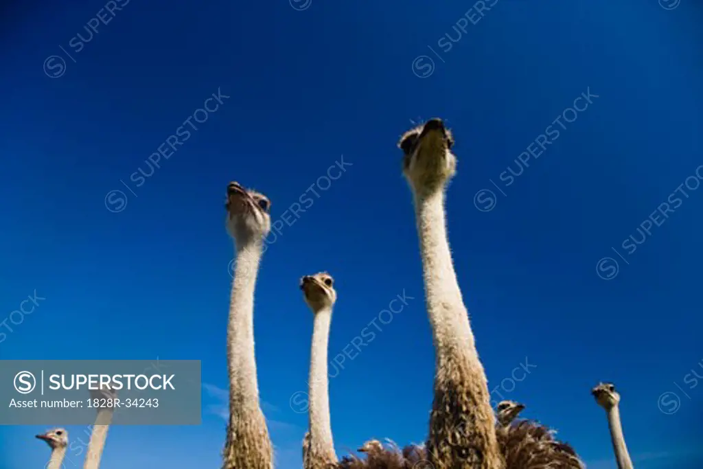 Flock of Ostrich Ontario, Canada   